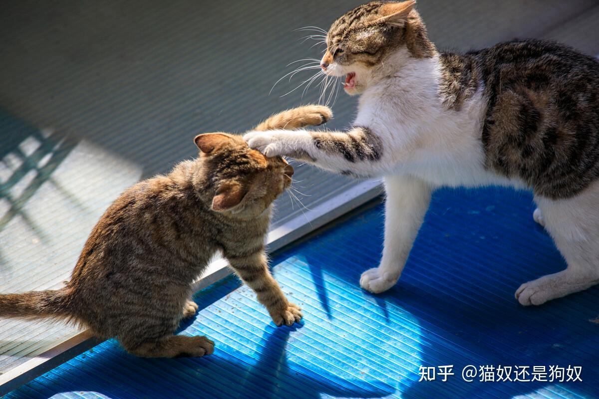 为啥母猫发情时惨叫,交配后又满地打滚?原来真相是这样的 - 知乎