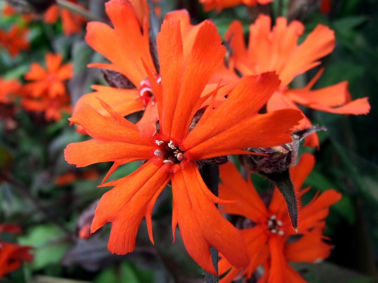 十年的国槐多少钱