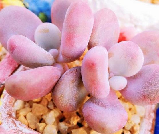 v2-8554d0c2c9bbe4958a9bfefcdc058e60_1440w.jpg?source=172ae18b