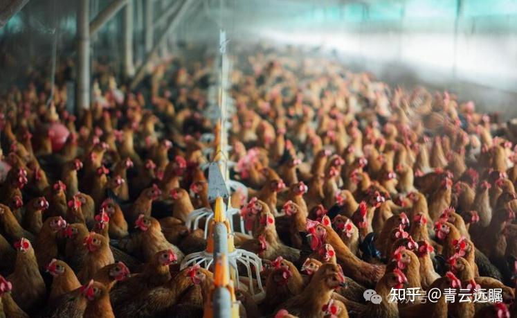 A股：养殖业重仓持有！未来或将翻10倍的8大潜力股（名单） - 知乎