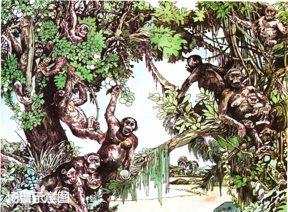 人类动物祖先森林古猿幼崽逆自然规律演化是否增加了成年古猿演化成本