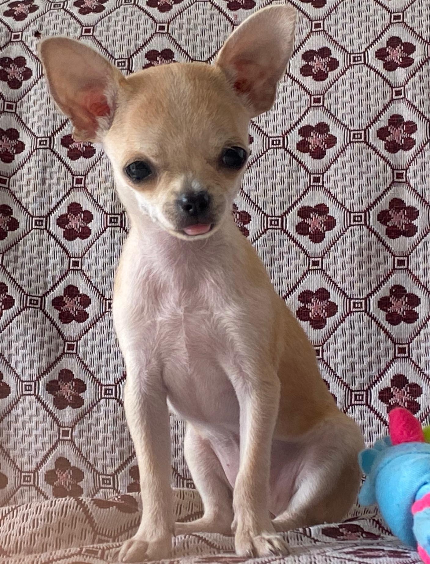 想请问大家看看这是吉娃娃还是鹿