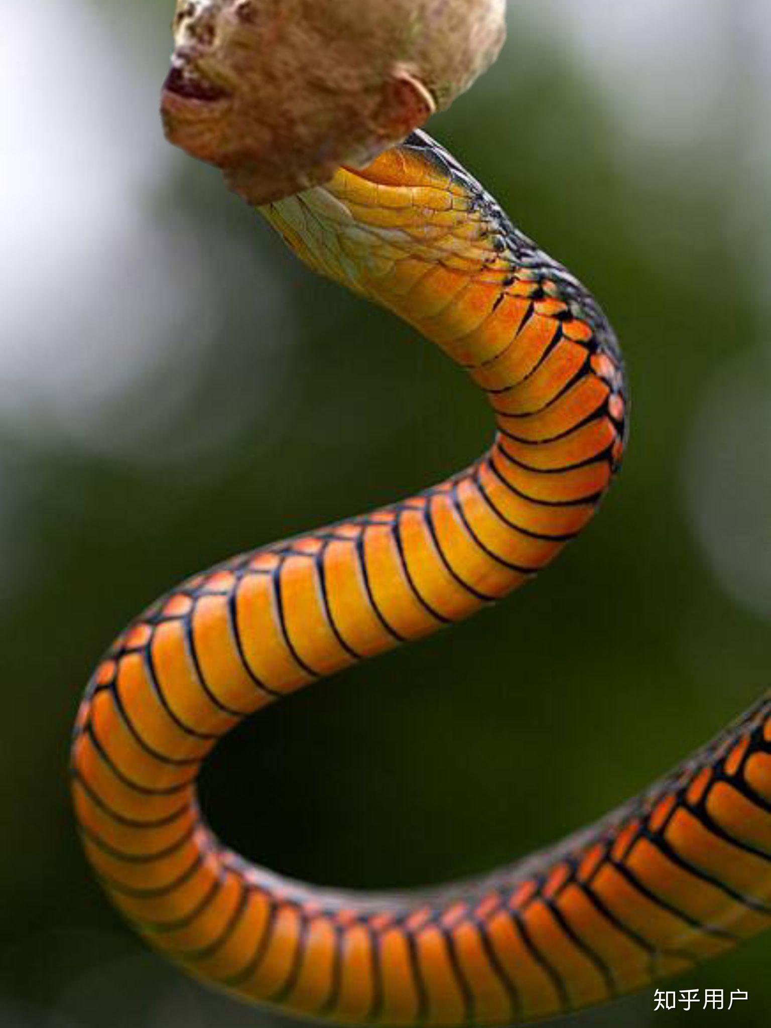 有哪些让你感觉猎奇或是脊背发凉的uma(未确认生物)?