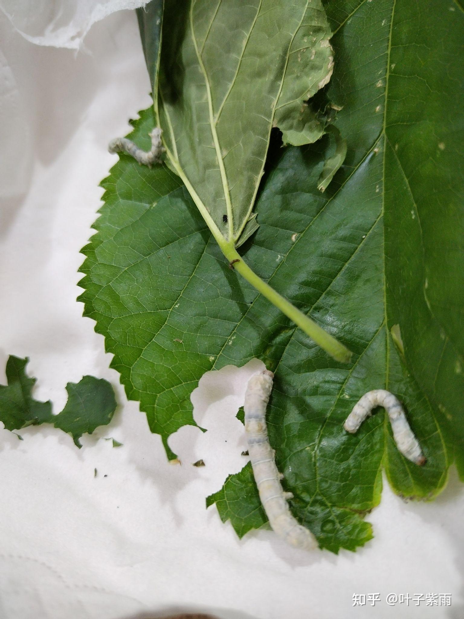 饲养蚕宝宝的方法是怎样的?