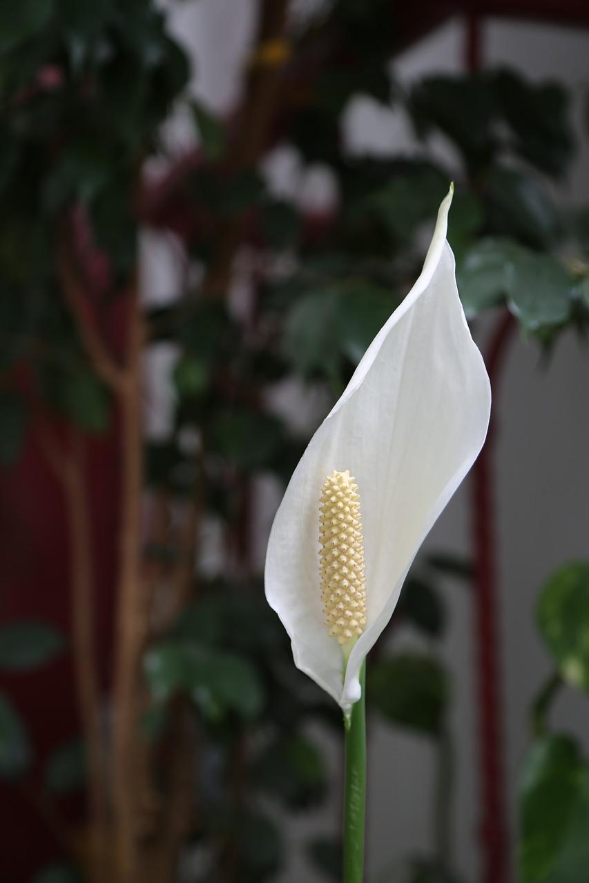 如何清理室内花卉植物