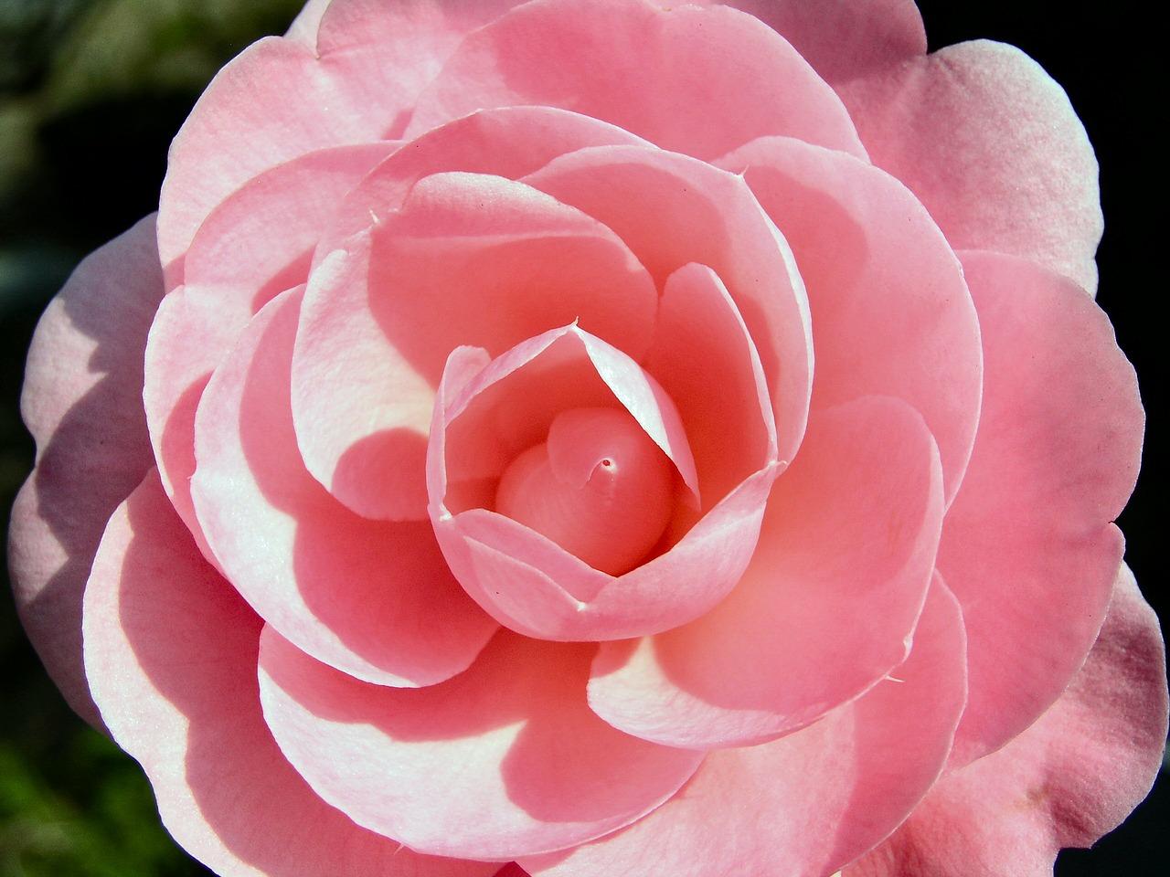 5. 适时浇水保湿度