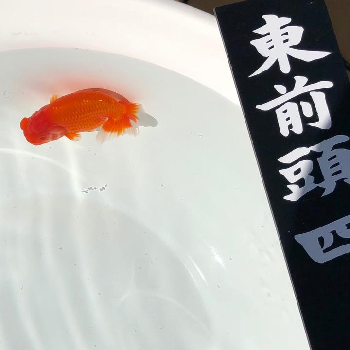 观赏金鱼饲育二三事 知乎