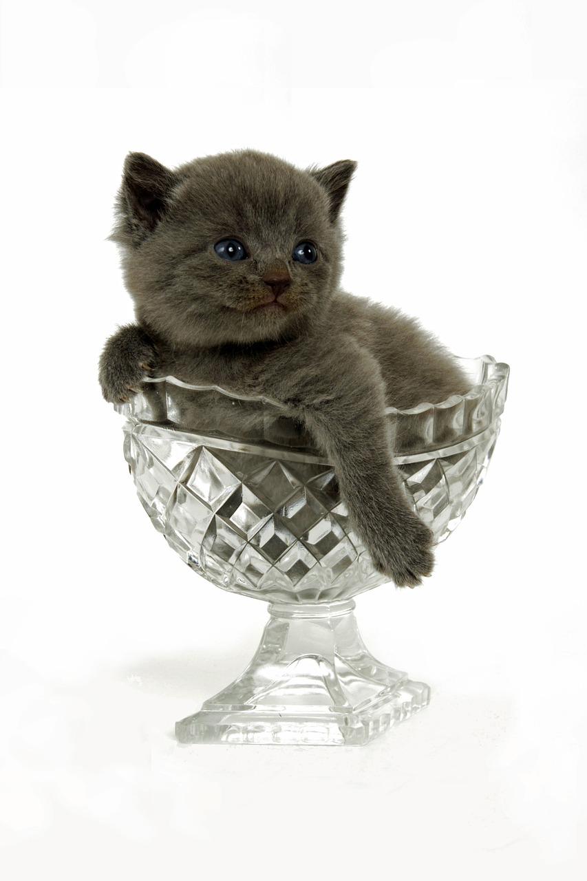 小猫的可爱瞬间