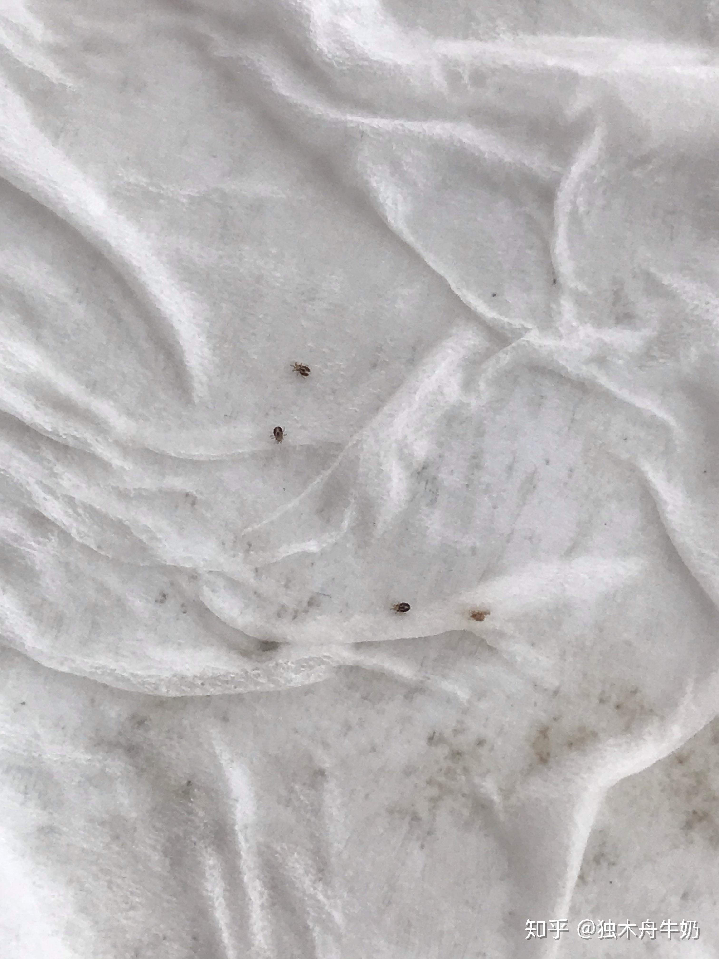 请问这是什么虫子仔仔身上找到好几只像蜘蛛一样很小很小