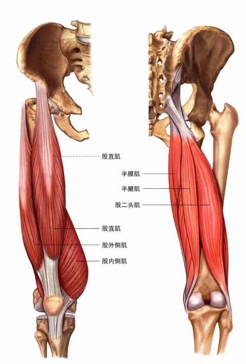 包括内侧和外侧两个部分,主要功能:踝关节的趾屈.