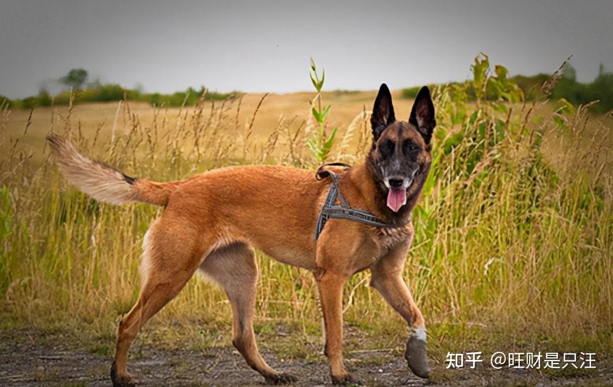 关于被禁养的“马犬”,你知道多少呢? - 知乎