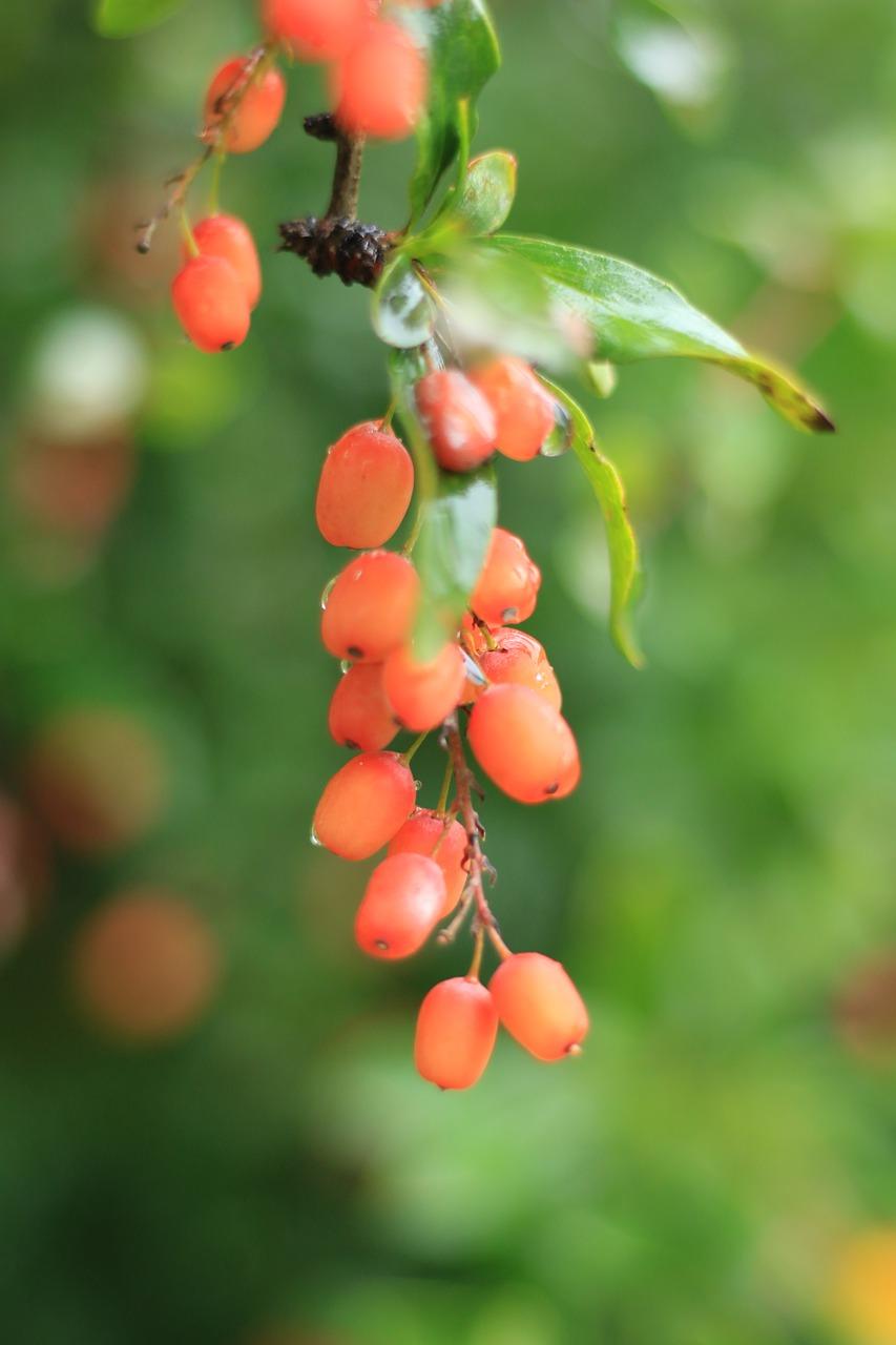 3. 树瘤采集指南