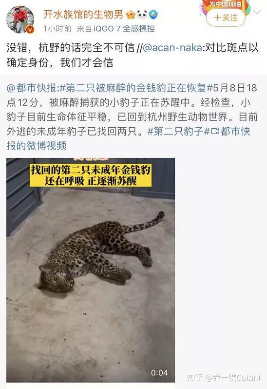 杭州野生动物世界3只金钱豹外逃已抓回1只如何看待杭州野生动物世界的
