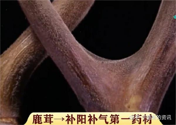 一首《汤头歌》唱出“龟鹿”好药材 - 知乎