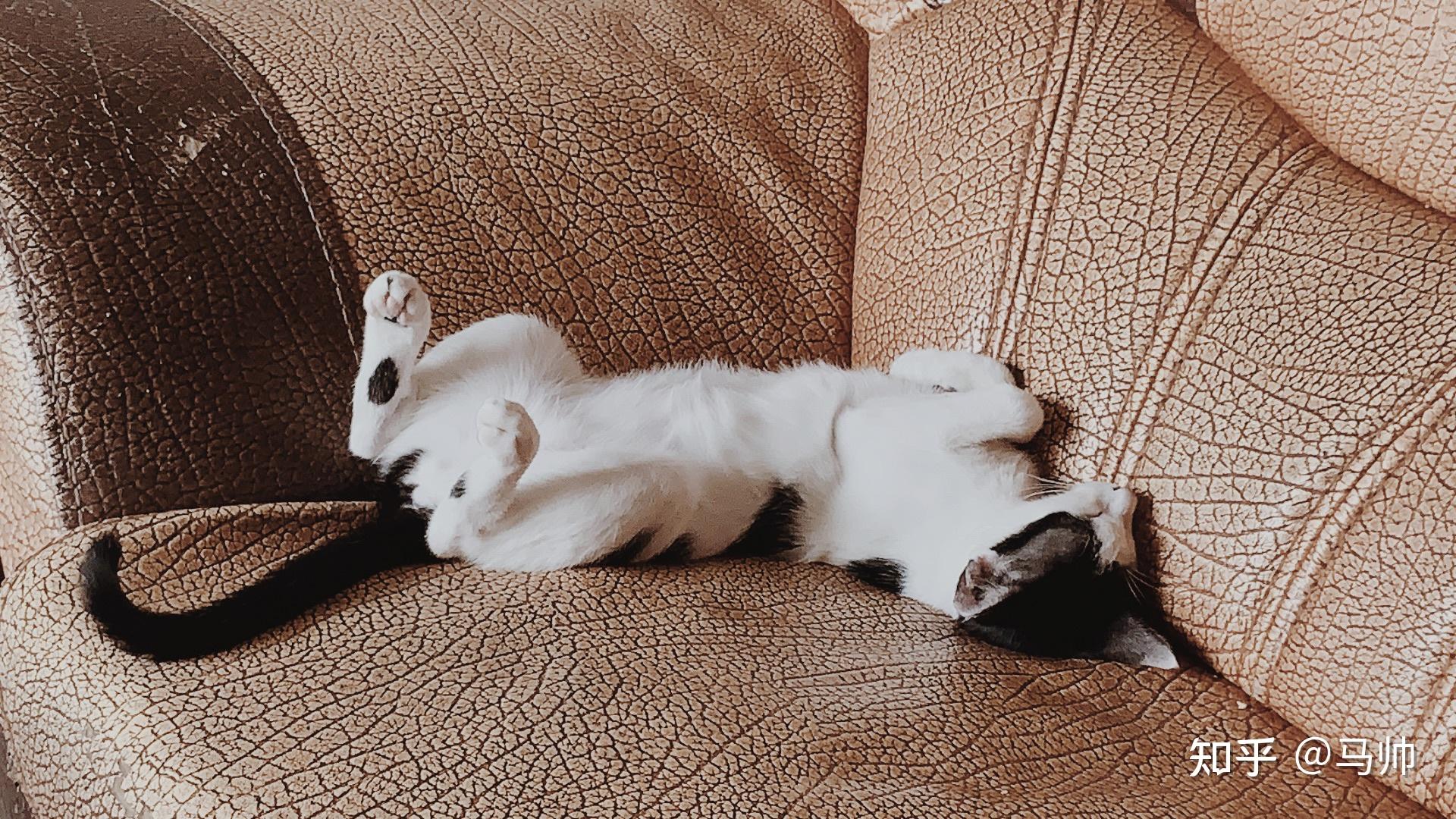 猫躺在地上伸展开身子的时候有多长有没有人测量过呢