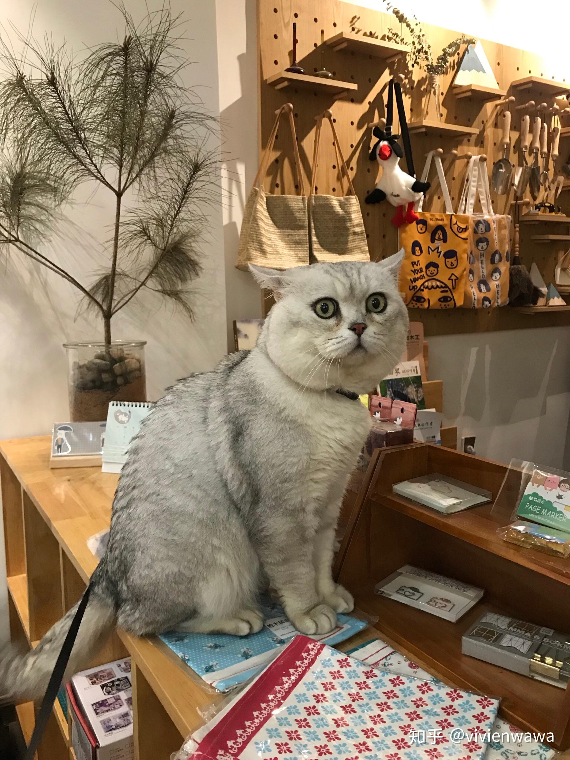 关于带猫咪旅行的一些小经验 - 知乎