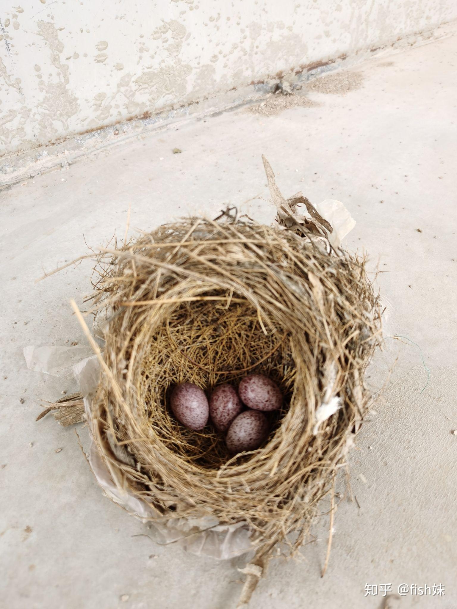 请问这个紫色的鸟蛋是什么鸟生的? - 知乎