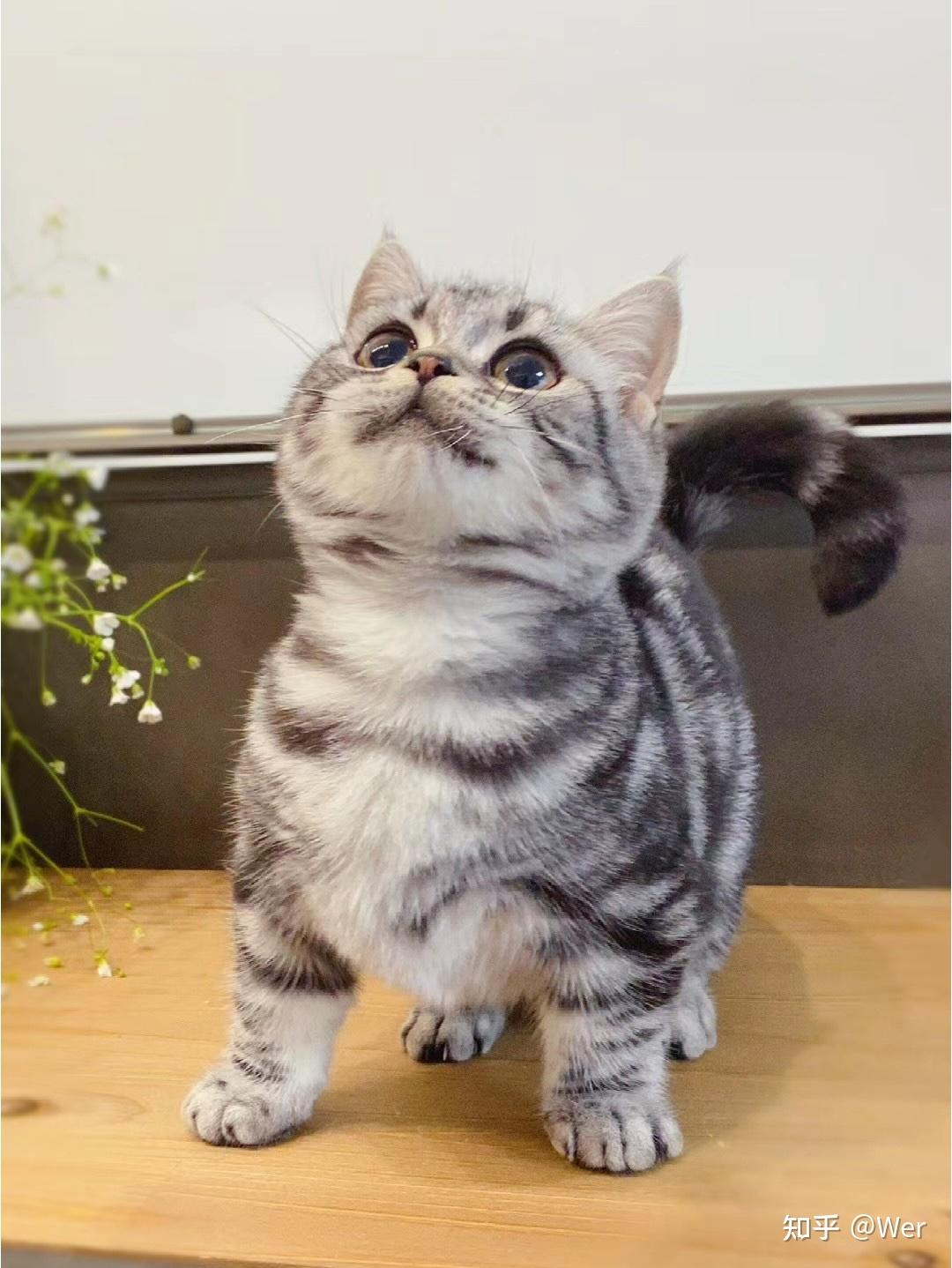 银虎斑猫和银渐层的区别是什么,养哪种好? - 知乎