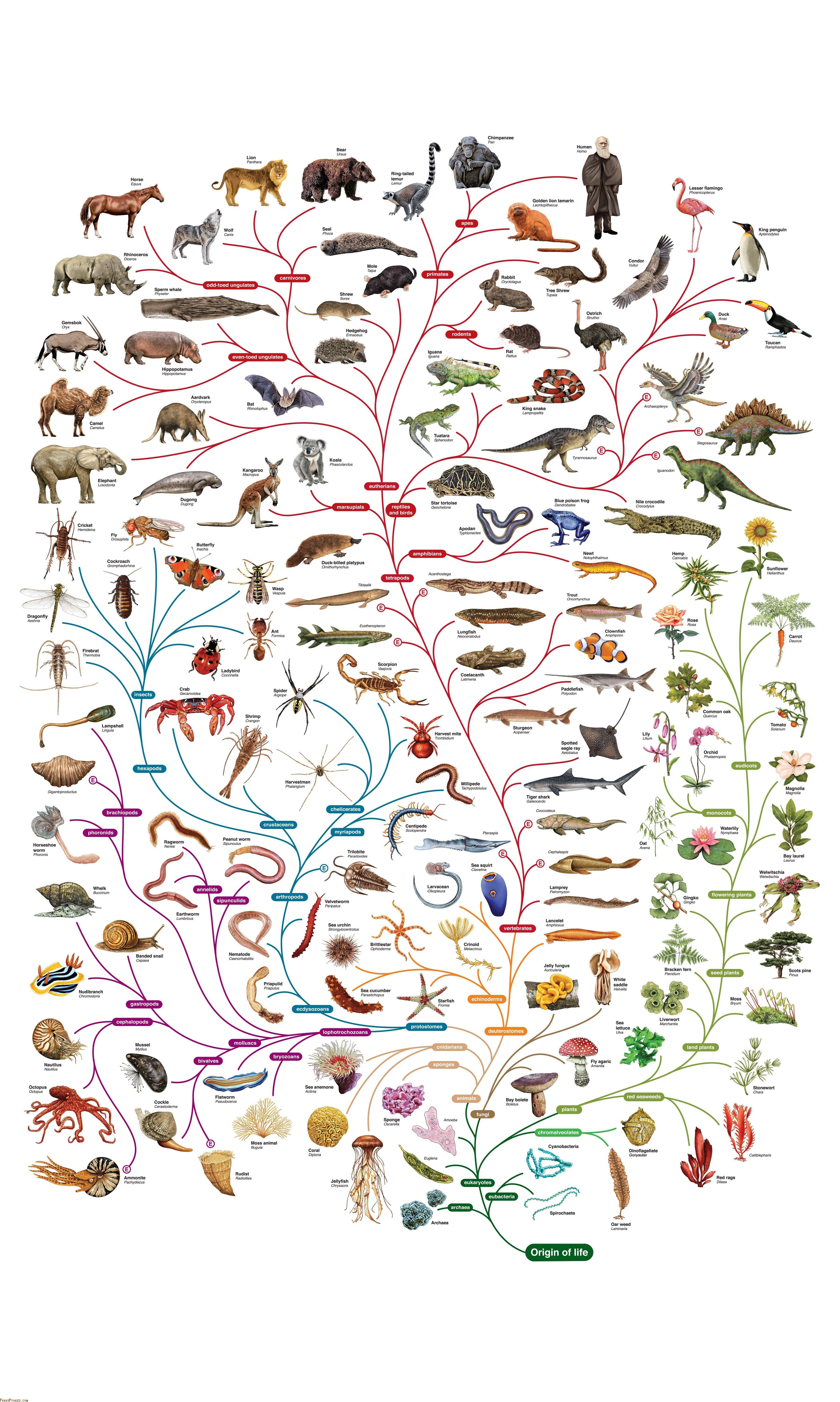 如何看待长江所专家正式宣告中国淡水鱼之王长江白鲟已于20052010年间