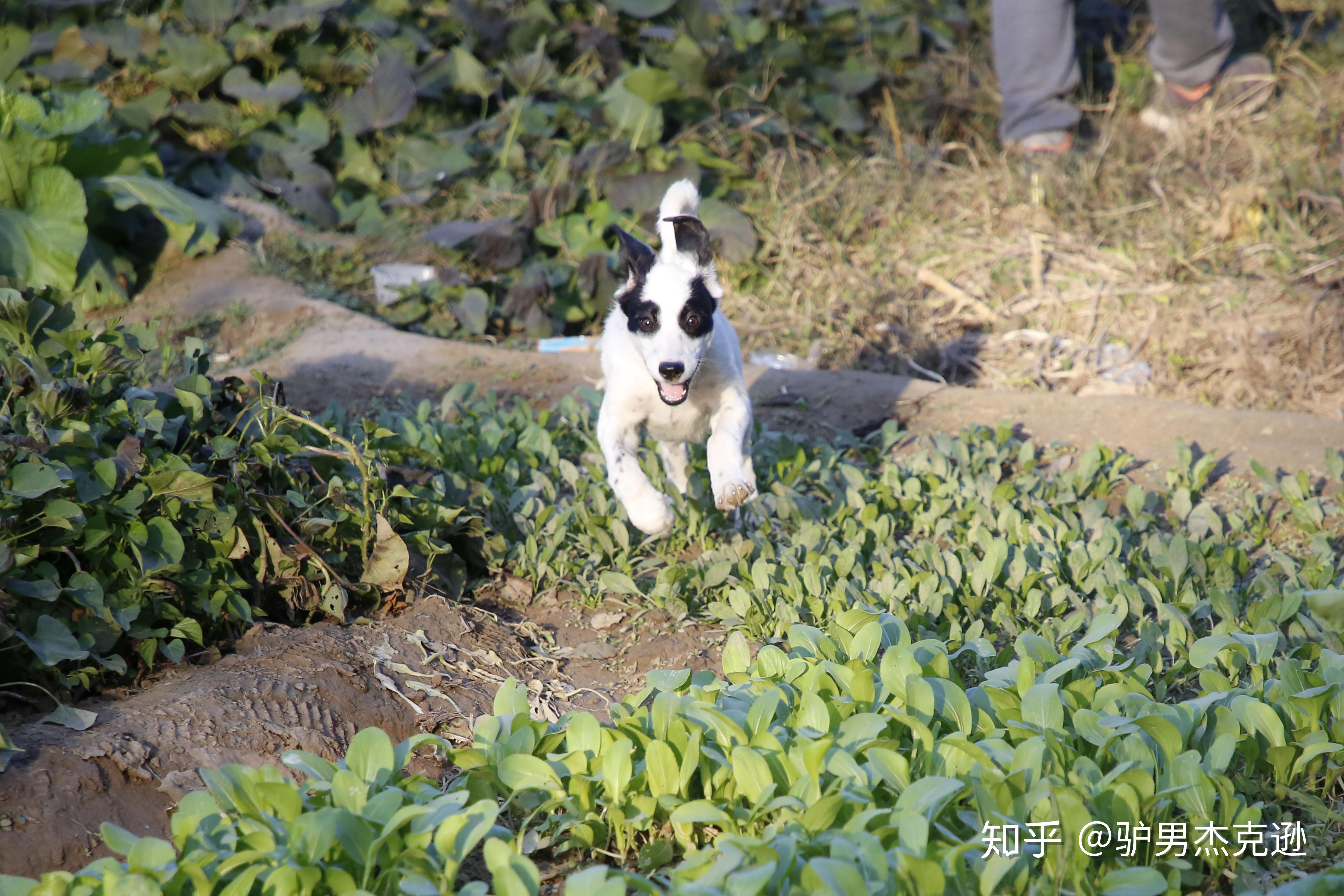 请问拉布拉多和边牧串串怎么样? 