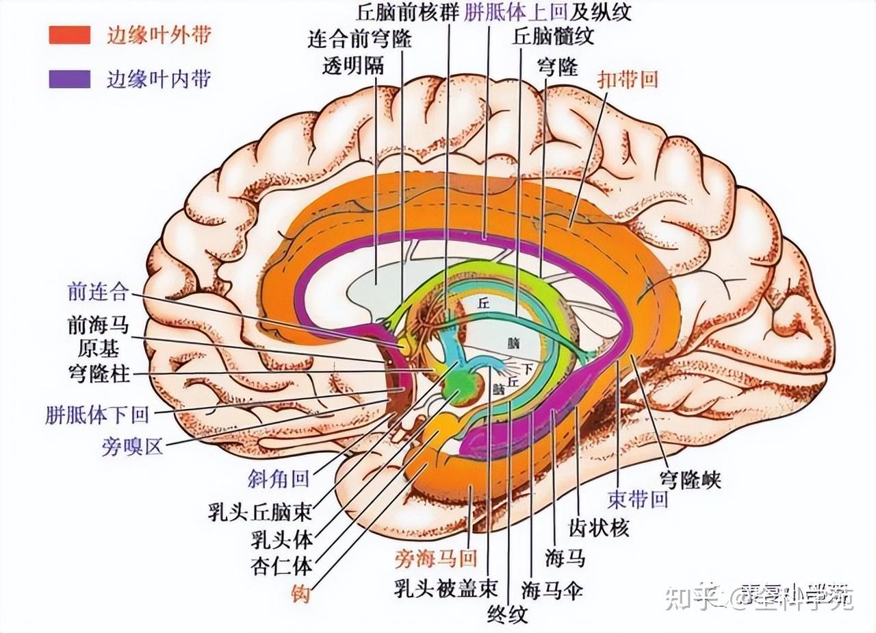神经功能解剖 - 知乎