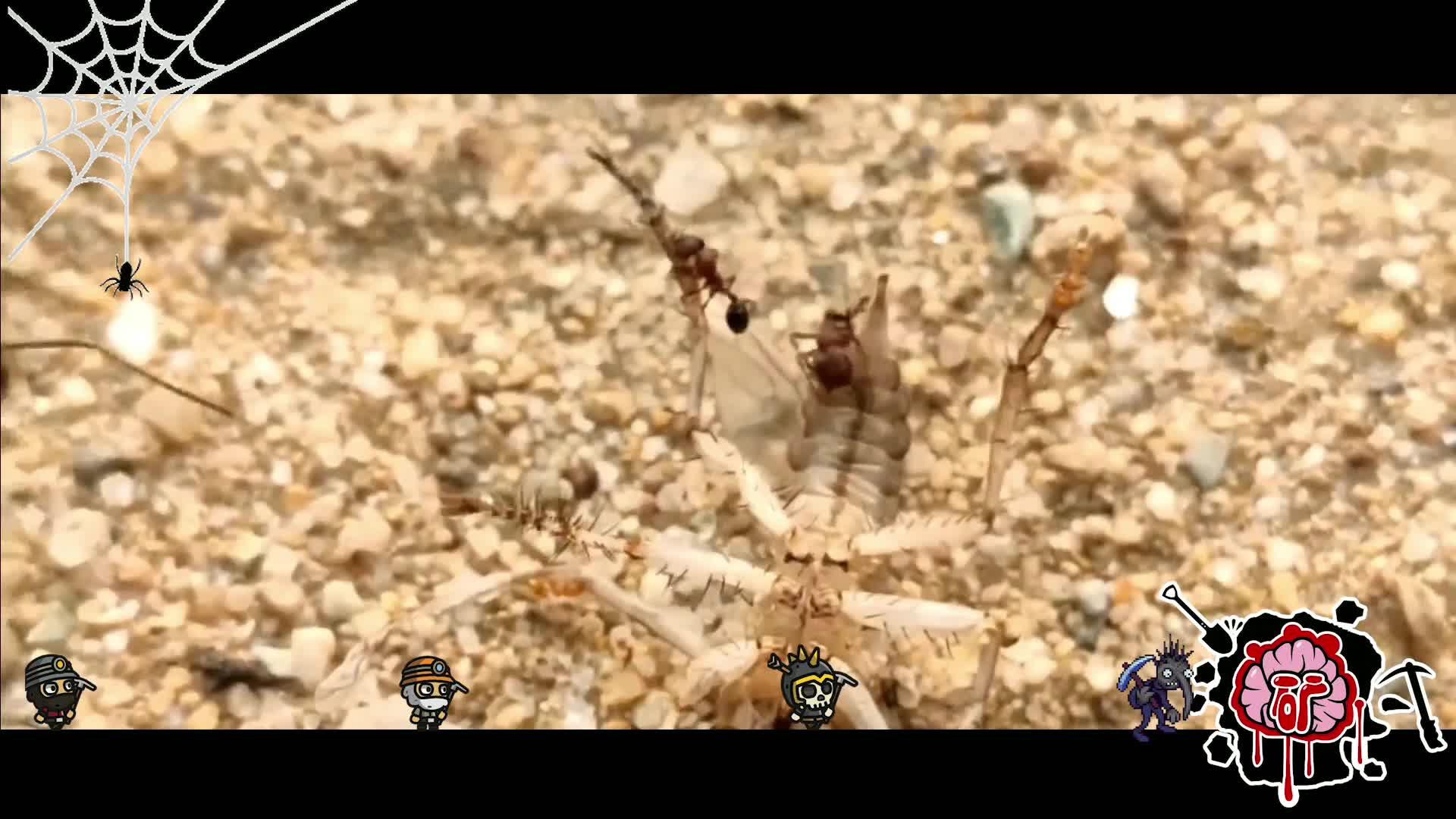 怎样分辨聚纹双刺猛蚁蚁后到底怎样才算是无后繁殖