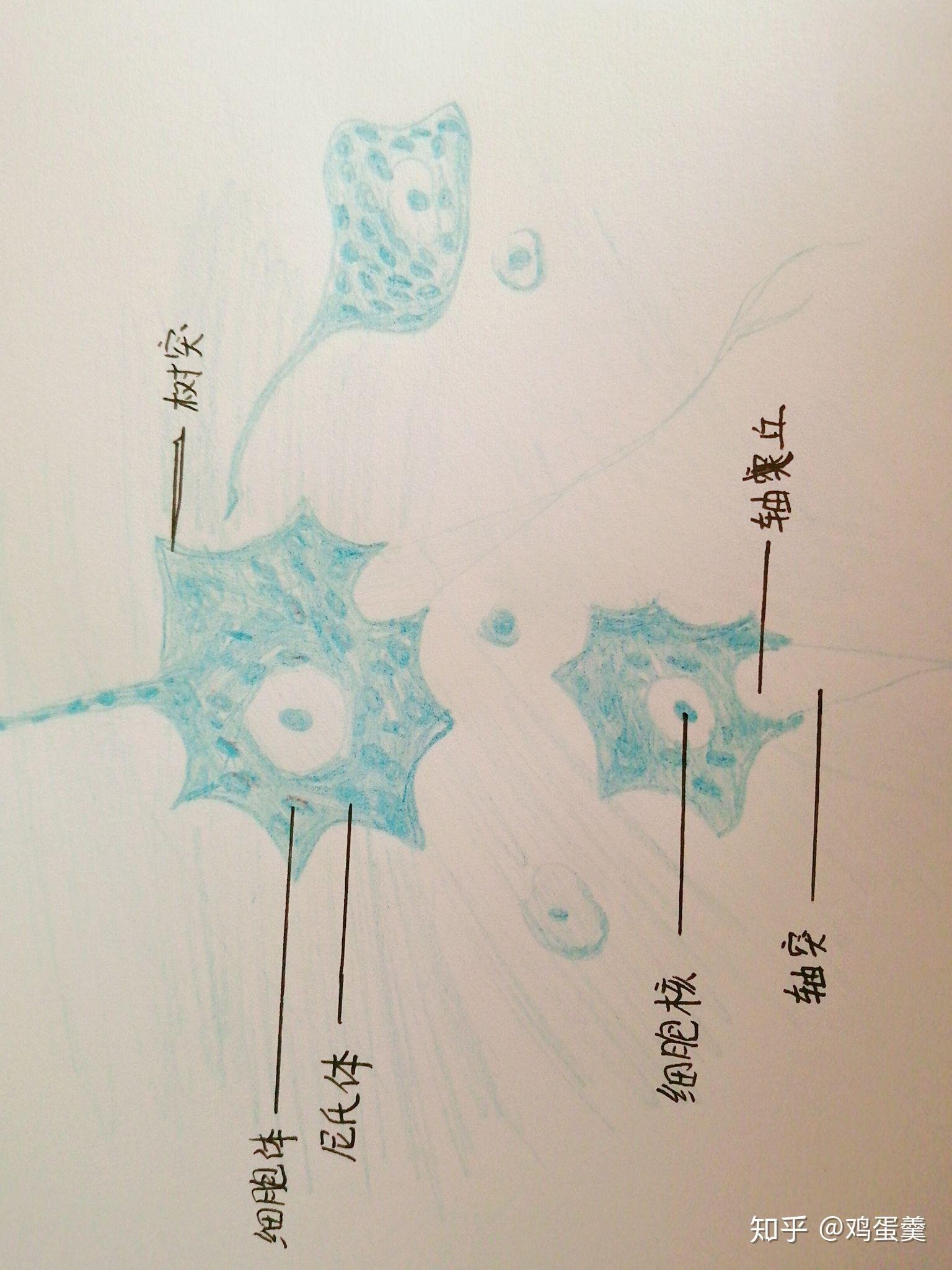神经元细胞模式图手绘图片