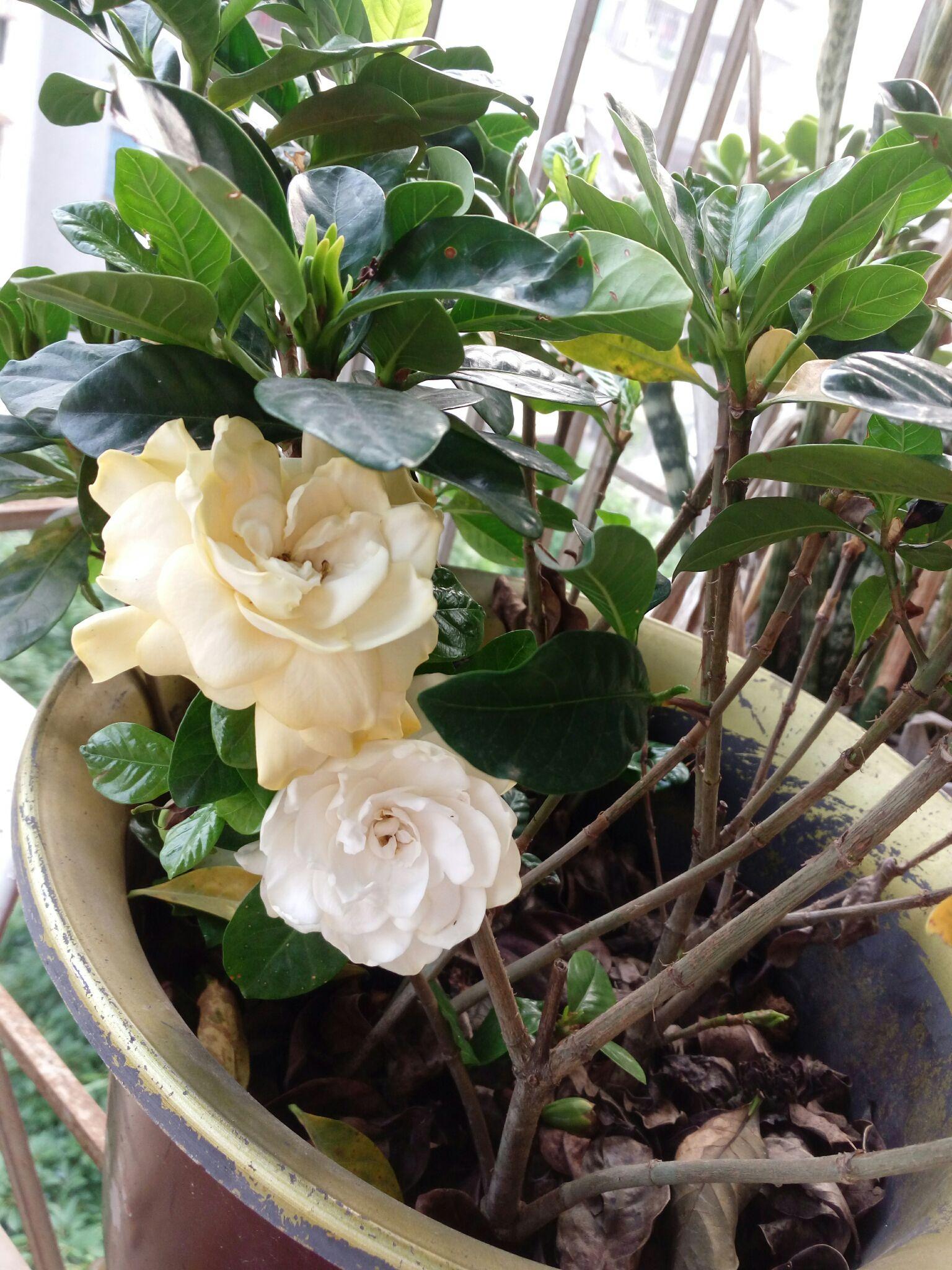 栀子花为什么未开就枯萎?