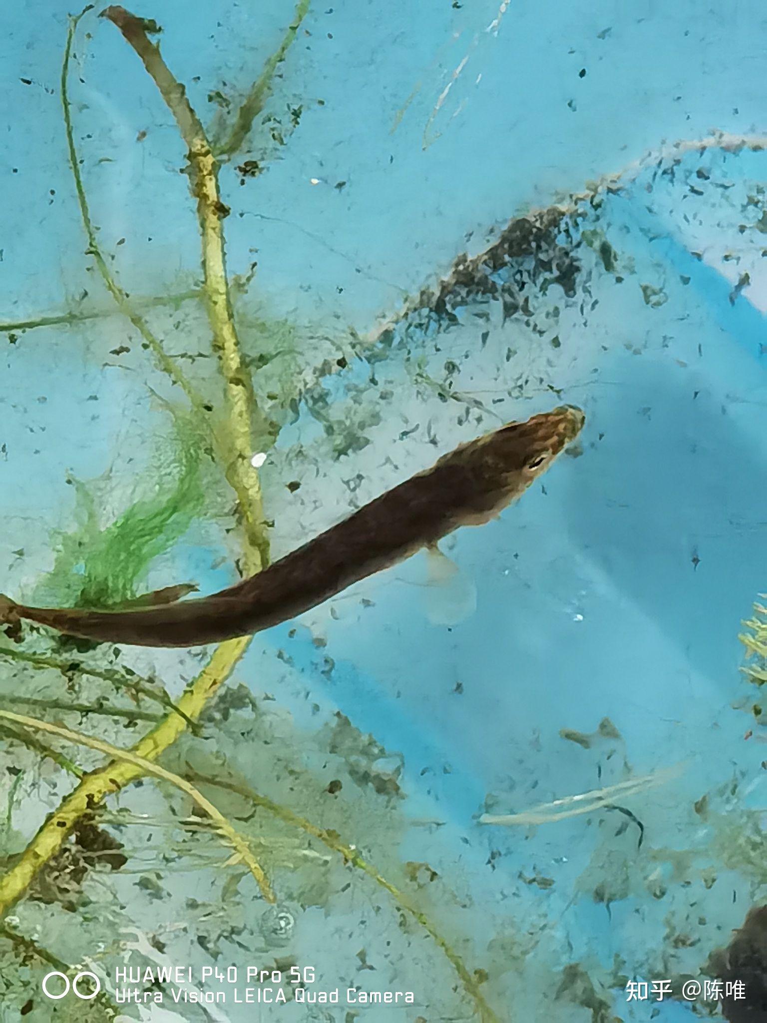 如何评价「4万尾中华多刺鱼放流怀九河 具有重要研究价值」?