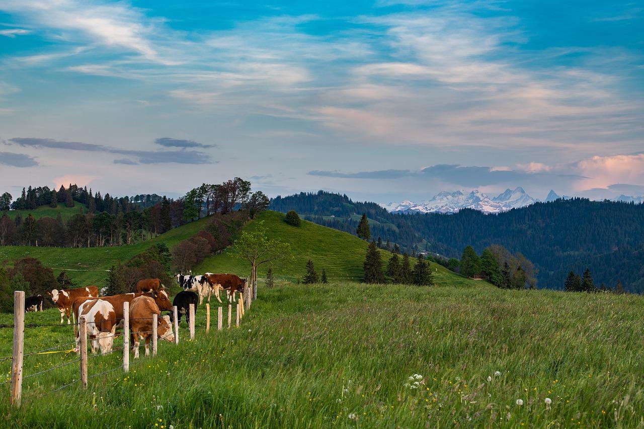 瑞士天鹅湖在哪里