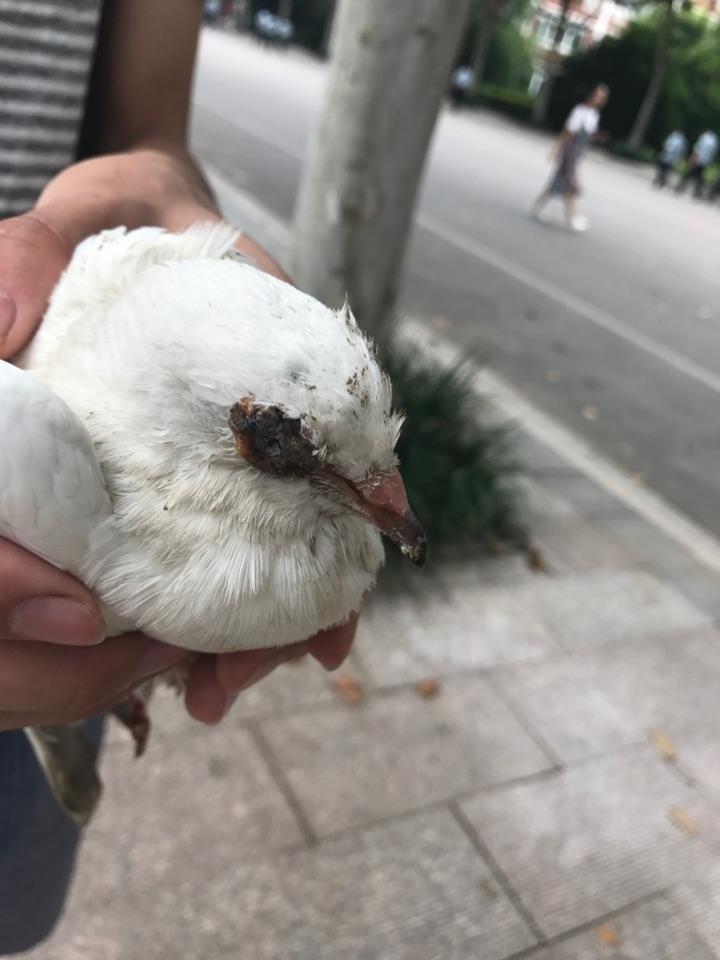 鸽子这是什么病