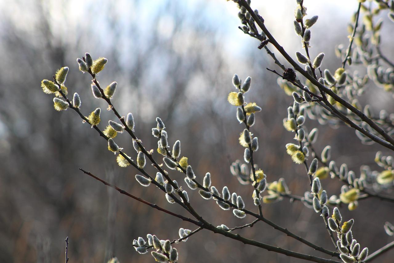 2. 黄叶防治措施