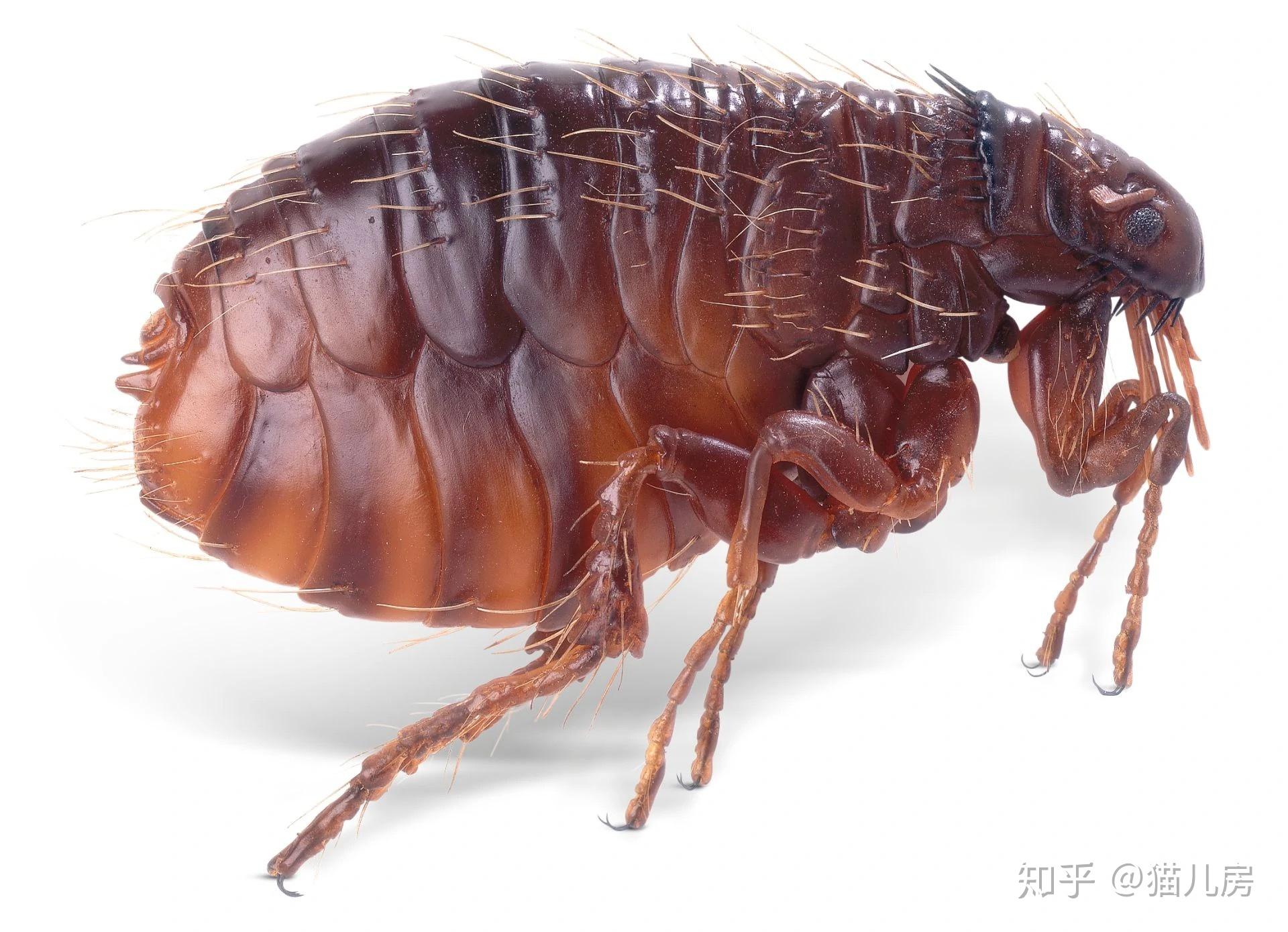 家里有跳蚤怎么去除被跳蚤咬怎么止痒