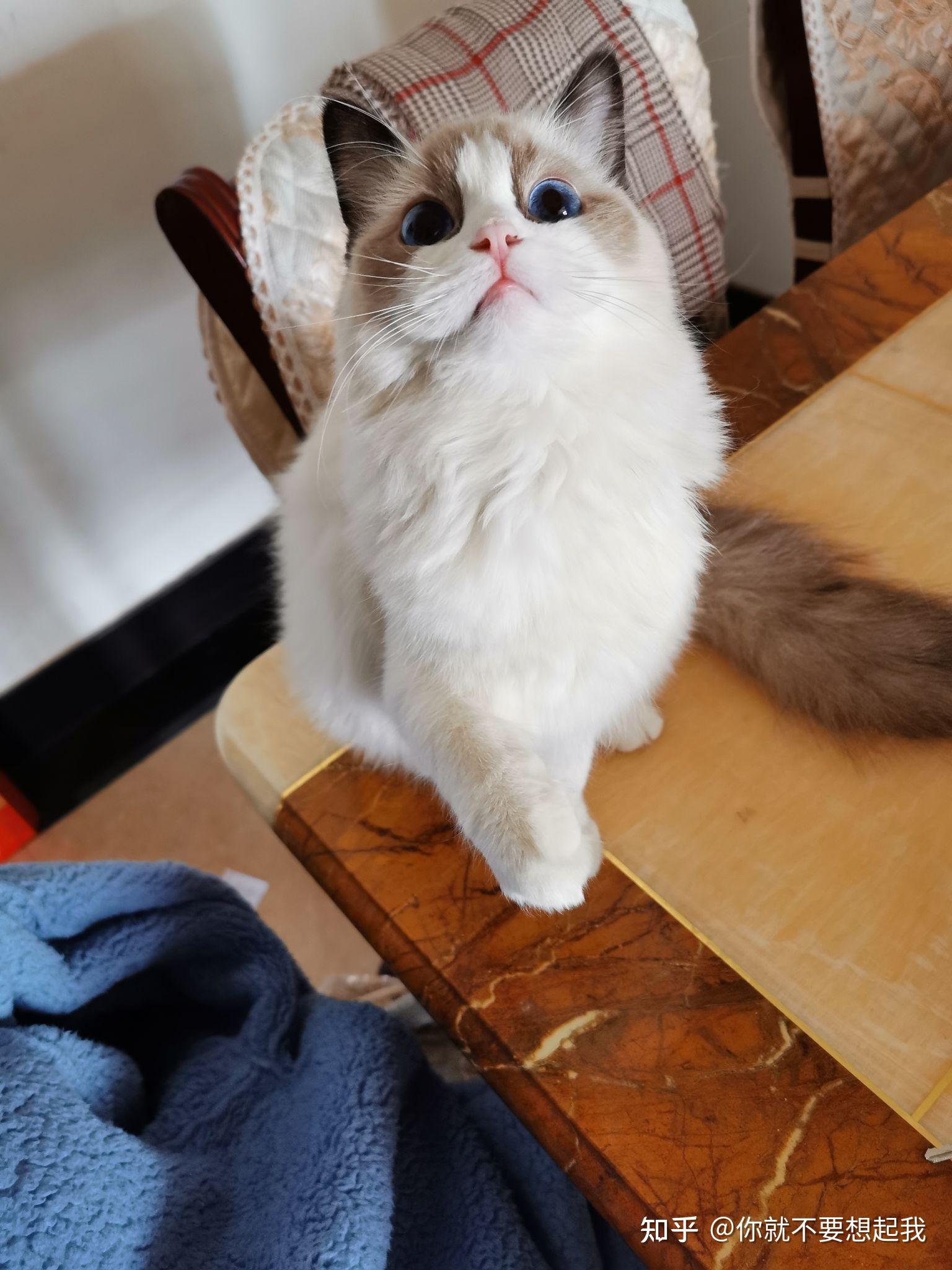 蓝瞳白毛山东狮子猫多少钱一只? - 知乎