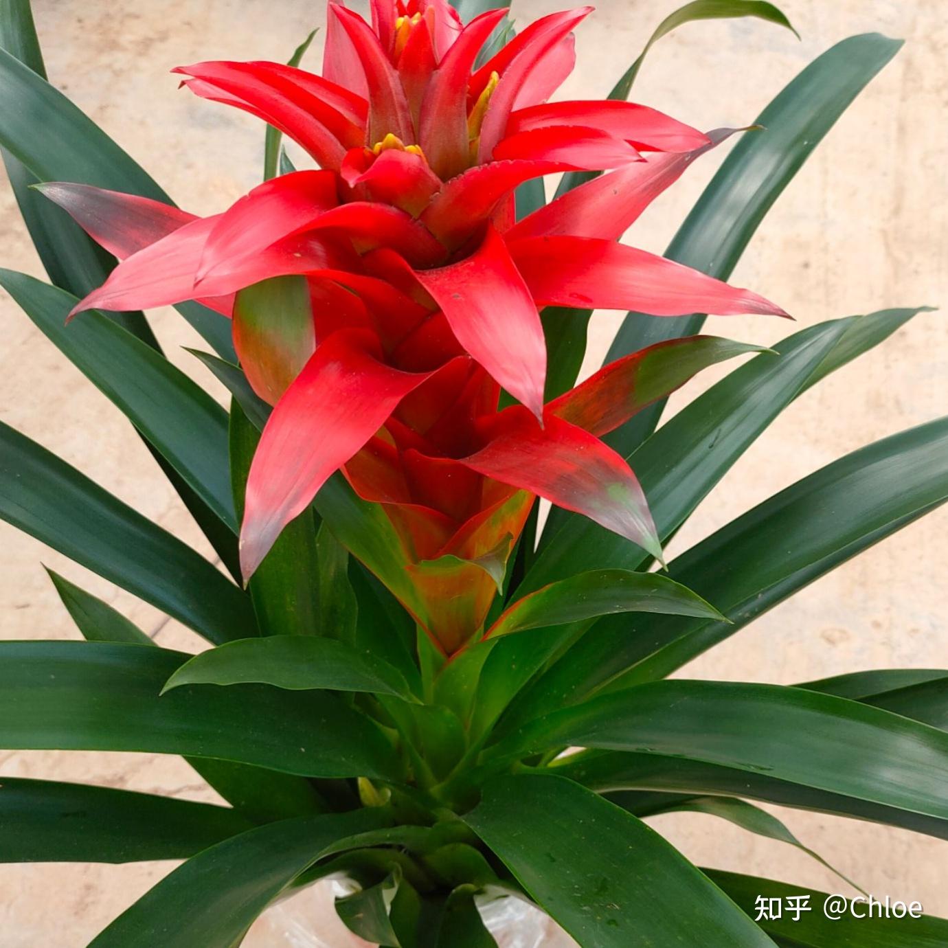 凤梨花红星鸿运当头会长出菠萝吗