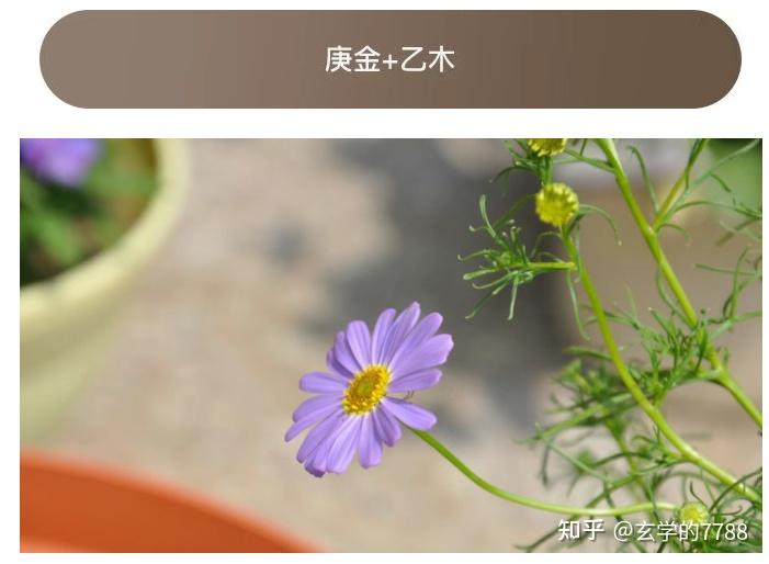 庚金&十天干配对解析大全 - 知乎