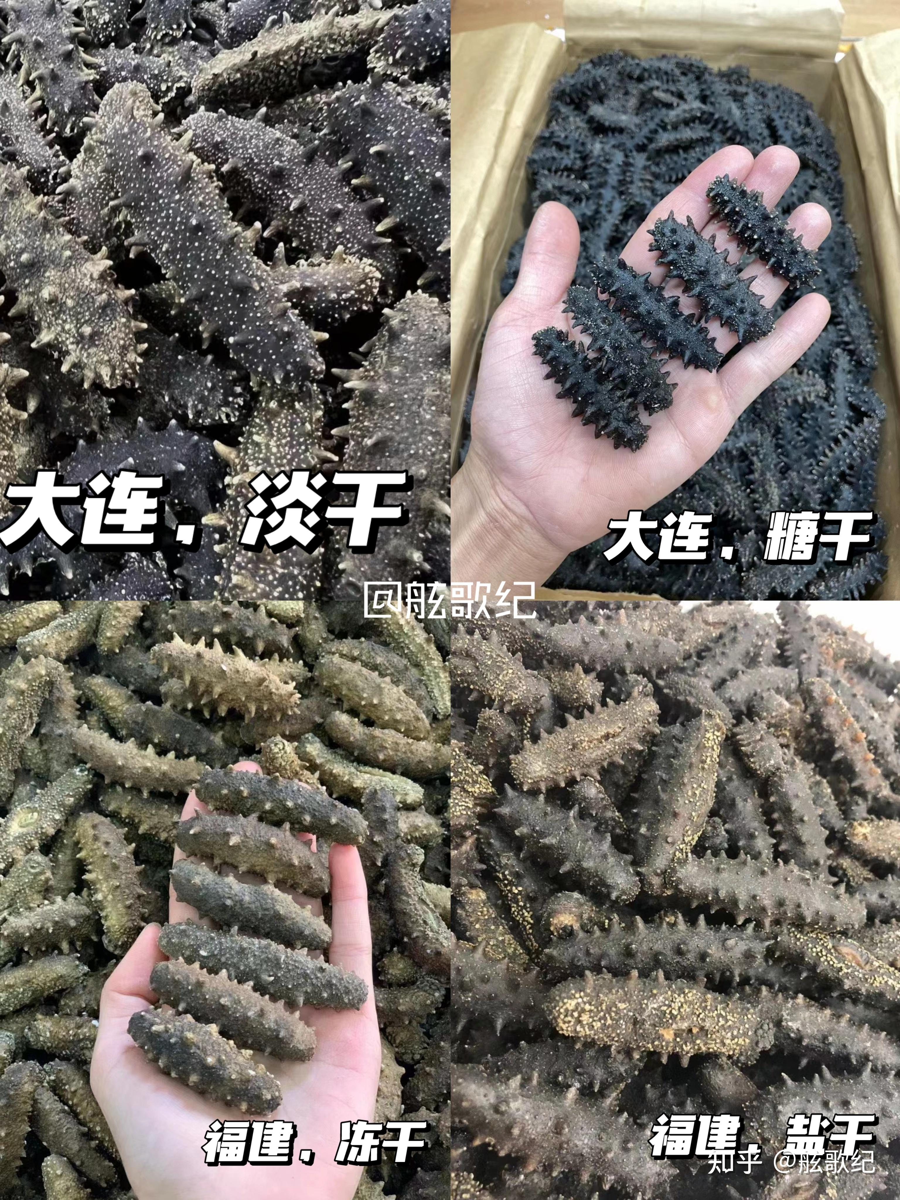 如何分辨干海参品质?一看就懂 - 知乎