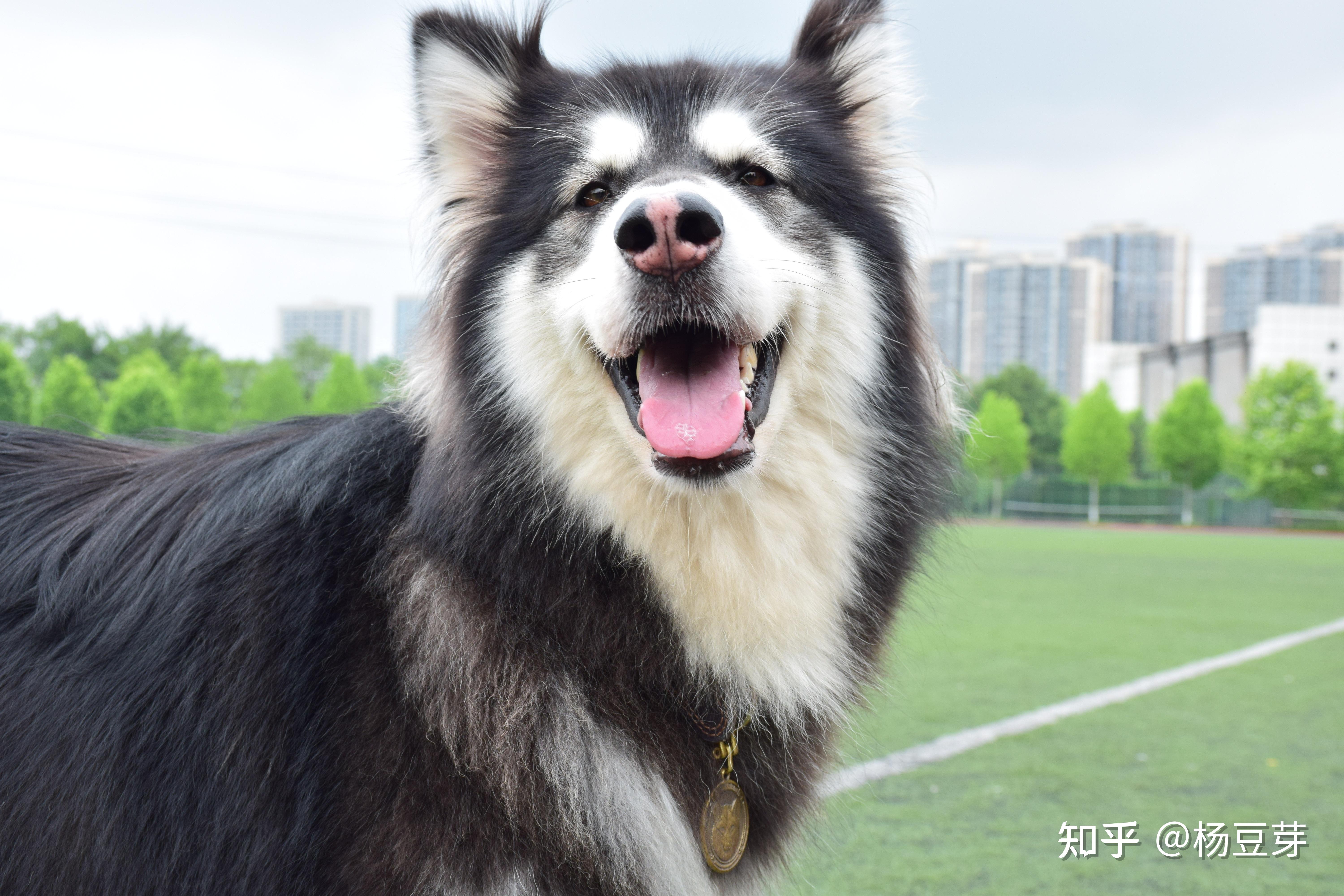 那些养阿拉斯加的人后来都怎么样了? - 知乎