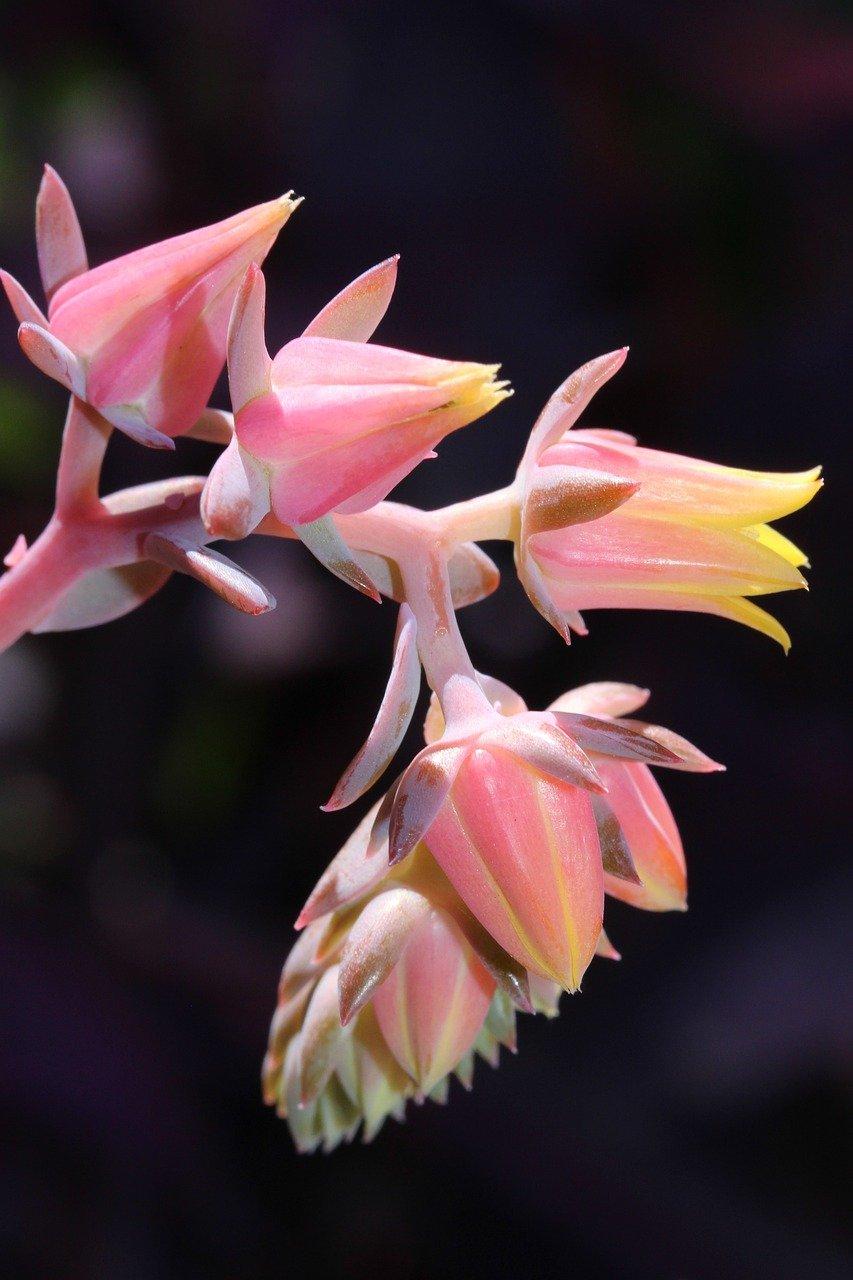 怎么判断茶花己成活