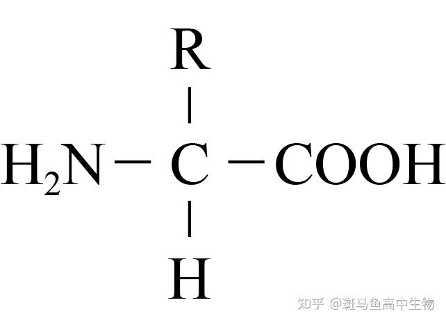 氨基酸分子結構式r基和氨基書寫的位置是人字的嗎