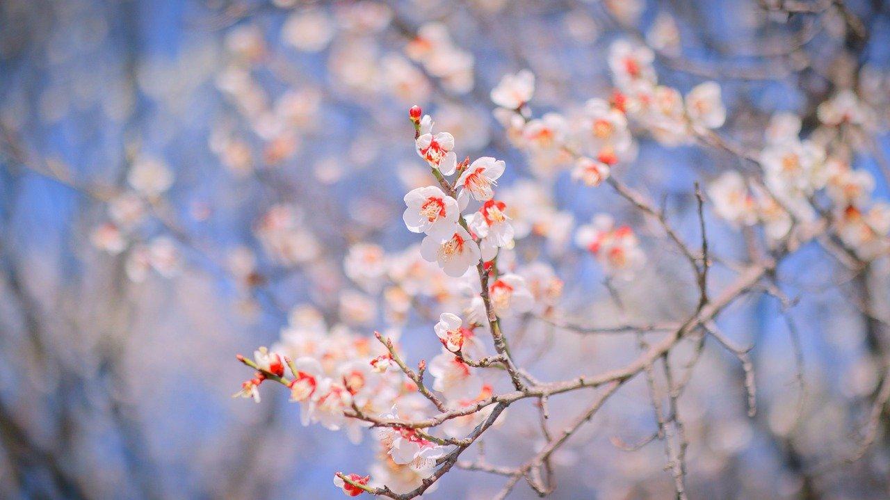 4. 探春配套解析