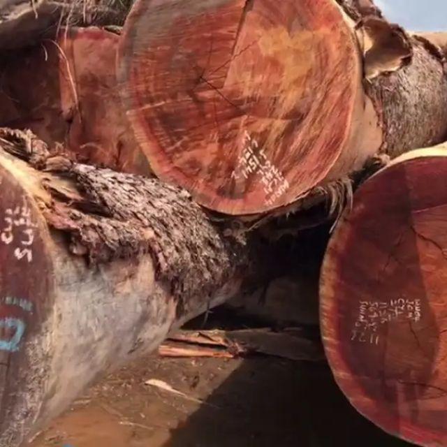 为什么树木会生长年轮？