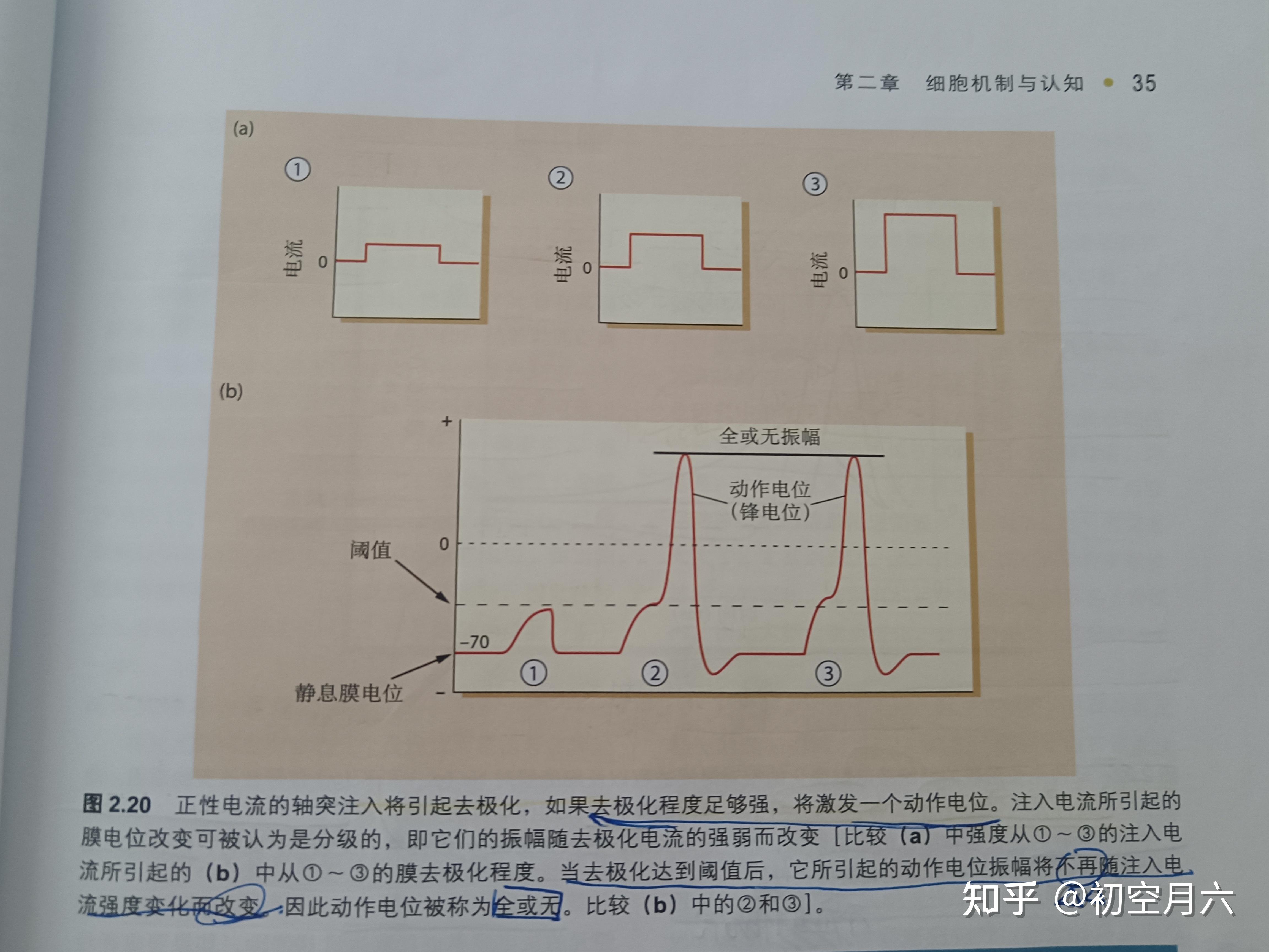 《认知神经科学》笔记//神经信号(第二章 细胞机制与认知) - 知乎