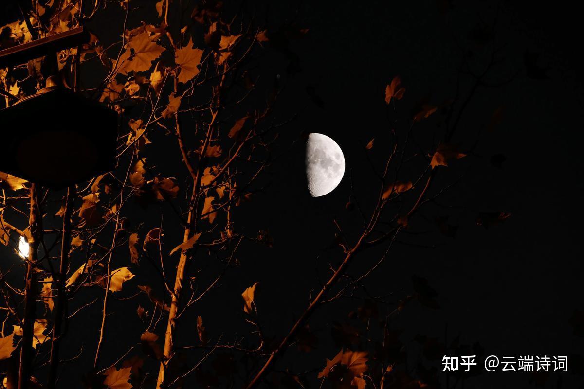 十五首唯美的秋夜诗词,铺床凉满梧桐月,月在梧桐缺处明 - 知乎