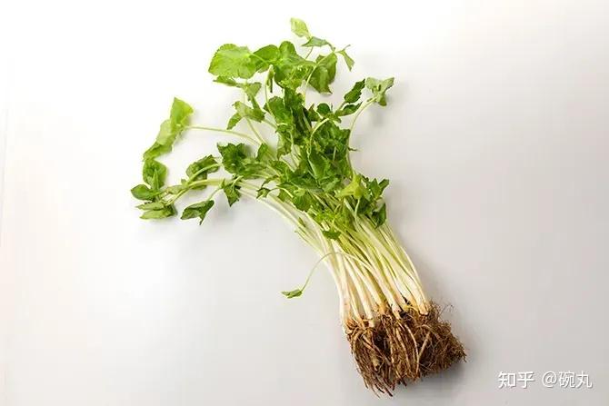 水芹与三叶芹|日本人和中国人爱吃的芹菜有啥不一样吗? - 知乎