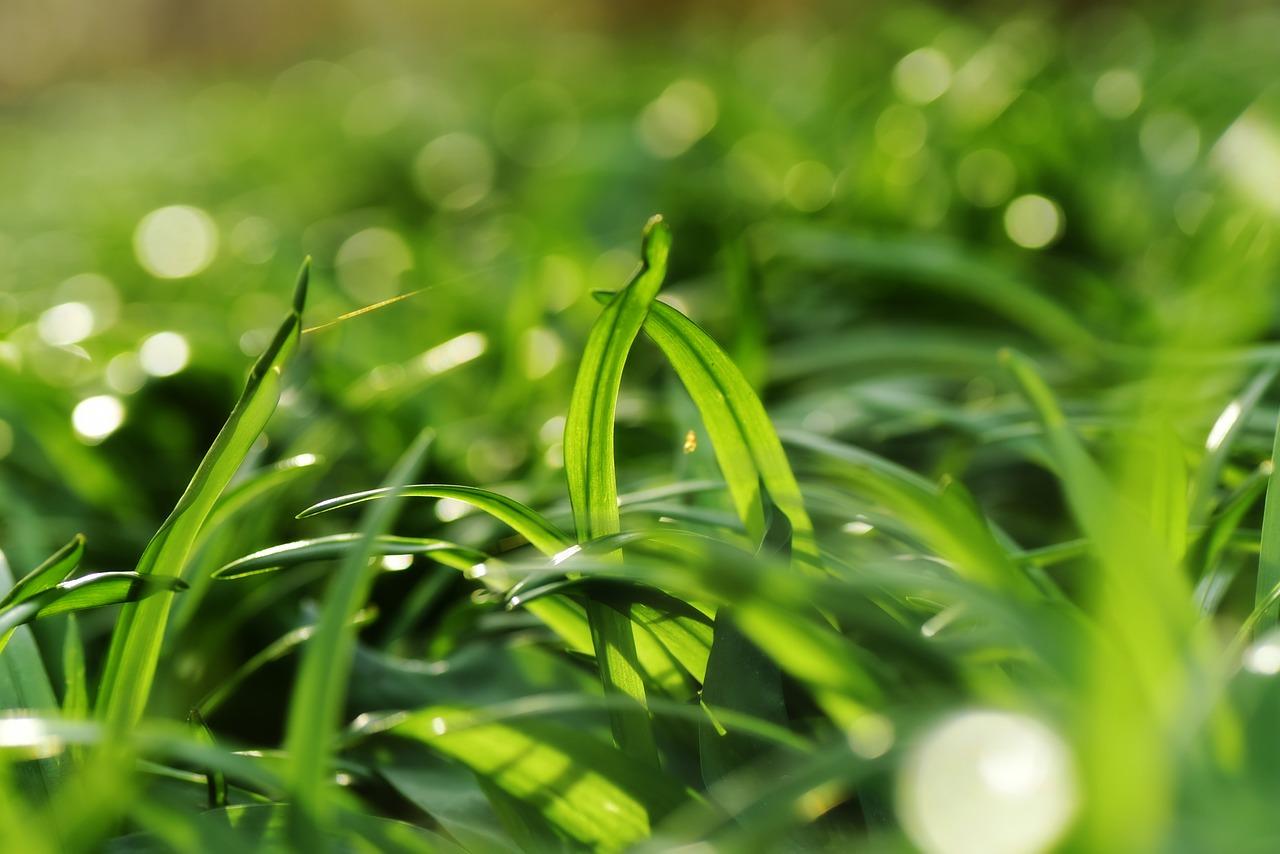 4. 番茄分株繁殖