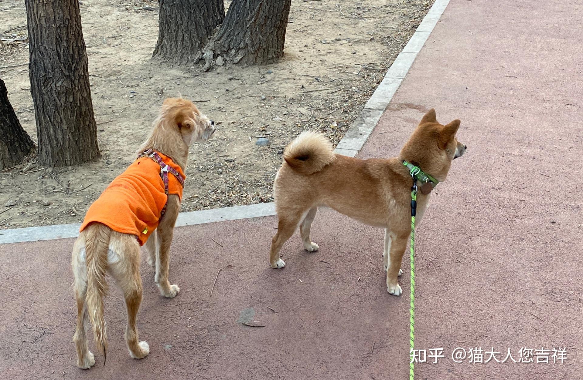 柴犬和泰迪生出来的狗会是什么样子