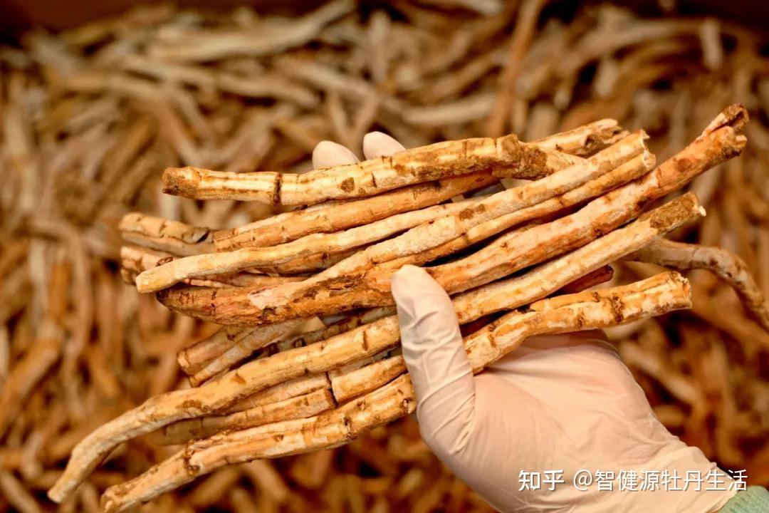 牡丹根皮的药用价值及其现代应用 - 知乎