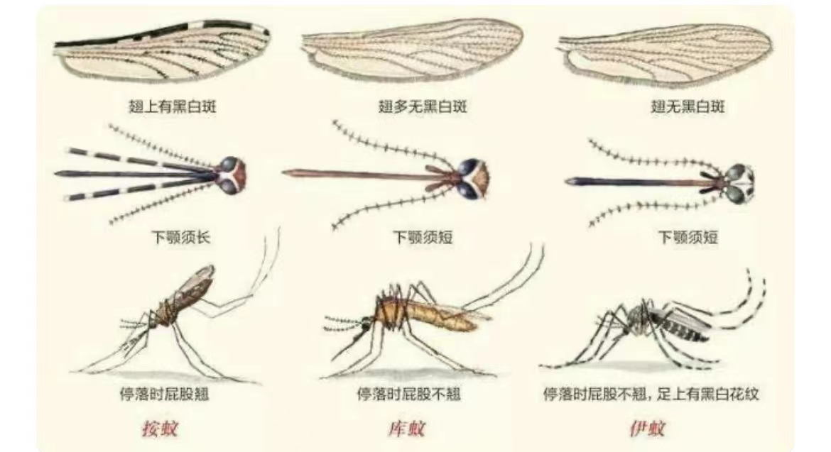 你了解蚊子吗,知道蚊子的生活习性吗,有哪些科学防蚊的方法呢? - 知乎