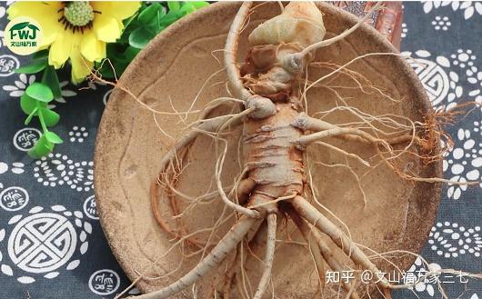 三七的主根和须根作用区别很大吗? - 知乎